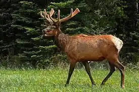 POR ANDAR INVENTANDO rescatan a nudistas australianos perseguidos por un ciervo