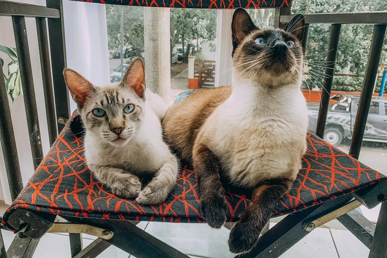 La vacunación es gratuita para animales mayores de tres meses y que no se aplica a hembras preñadas o en período de lactancia.