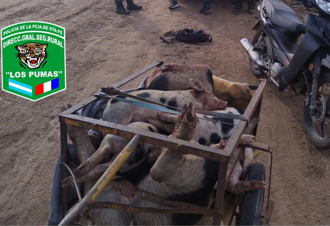 Los animales incautados por Los Pumas.