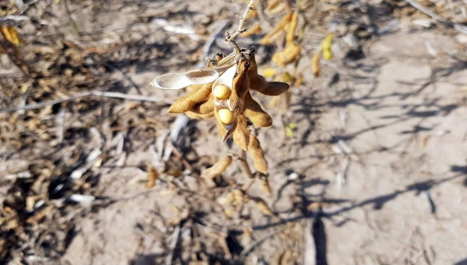 n algunos casos se cortó el ciclo del cultivo con herbicidas para preservar la humedad edáfica con miras a la campaña fina.