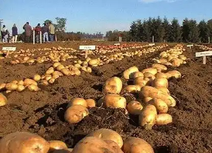 Se constituyó el Comité de Seguimiento de la Producción de papa semilla