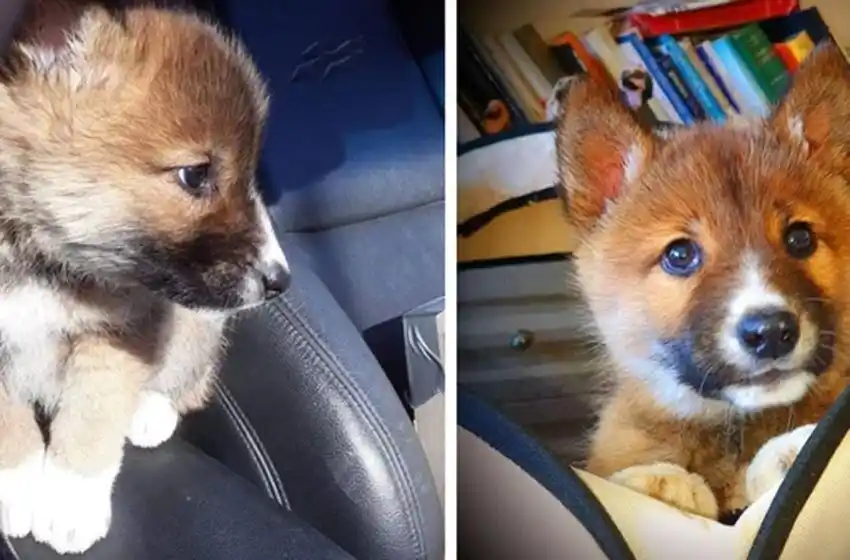 Adoptaron un cachorro herido, pensaron que era un perro y resultó ser una especie vulnerable