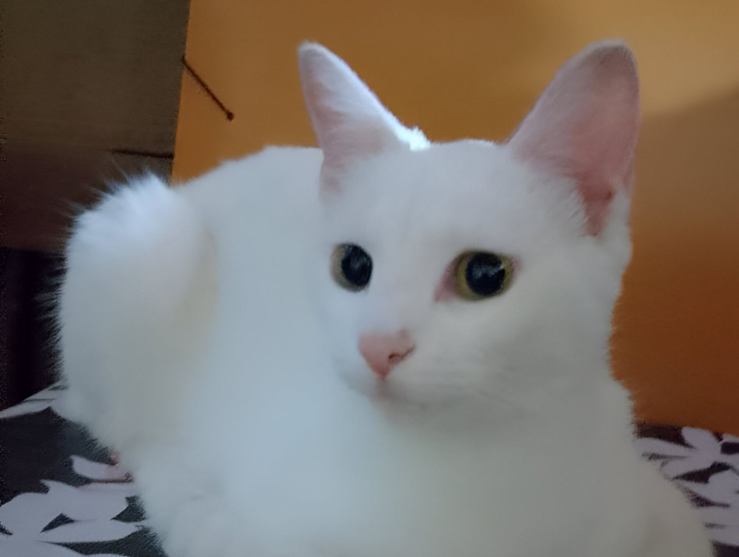 Gatita perdida en la zona de Selada y Ruffa