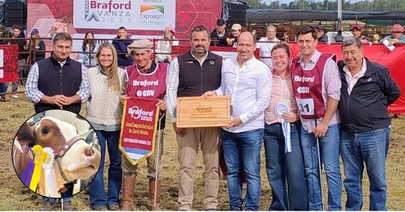 Abuelo Julio participará en la Exposición Rural de Palermo con sus ejemplares Bradford