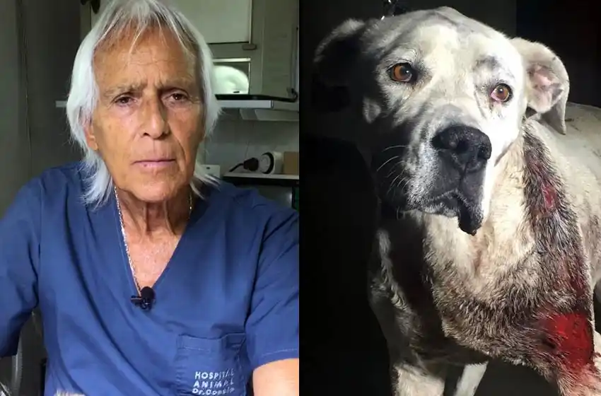 Roca, la heroína del día: cómo está la perra baleada que salvó la vida de sus dueños