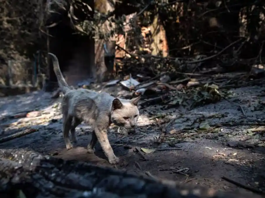 incendios en España 4