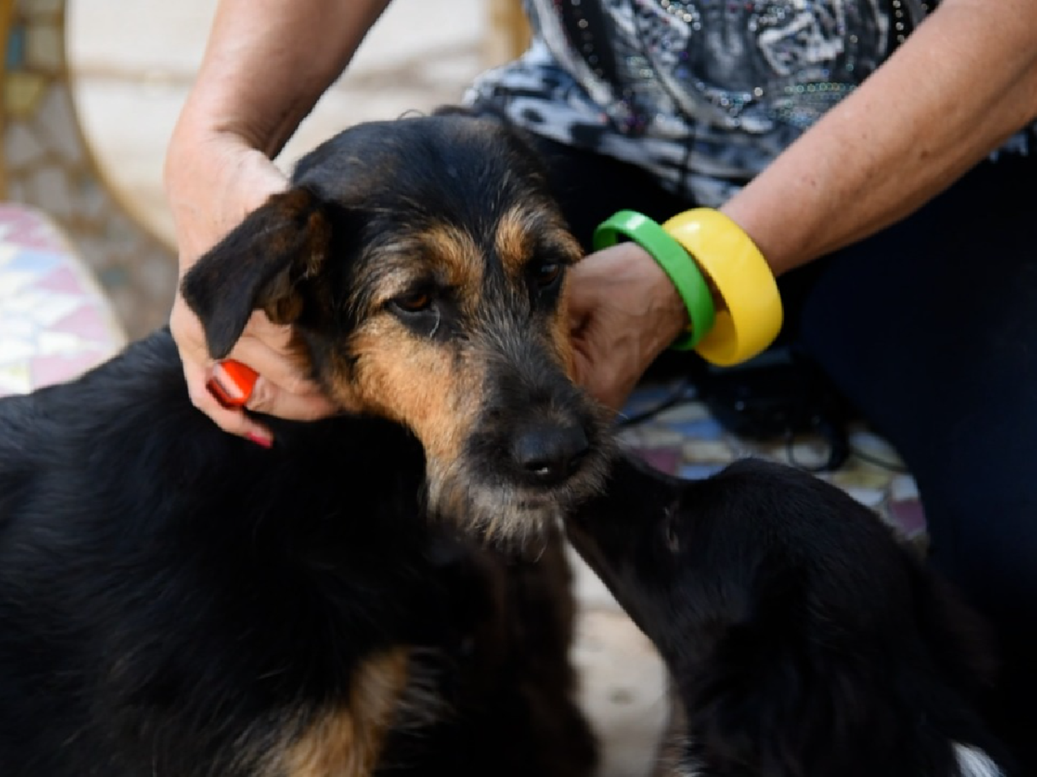 Día del Animal: del maltrato y el abandono a una nueva oportunidad