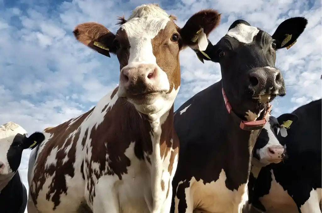 Sucedió en una pequeña localidad del departamento Garay