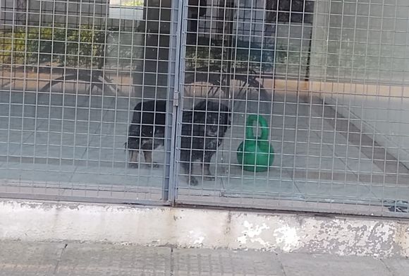 Mascota quedó encerrada en un gimnasio