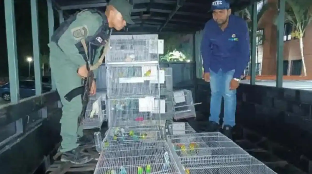 ¡LOS MANTENÍAN EN JAULAS! Incautaron 89 animales exóticos en un apartamento de Parque Caiza