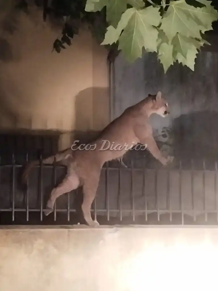 Puma