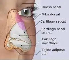 Reconstrucción nasal con cartílagos autólogos