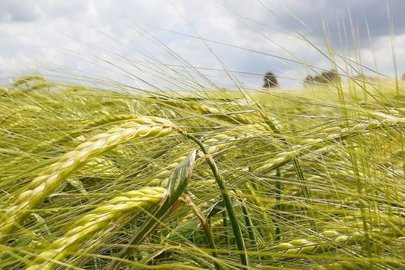 Incorporaron al maíz y la cebada cervecera al nuevo dólar agro
