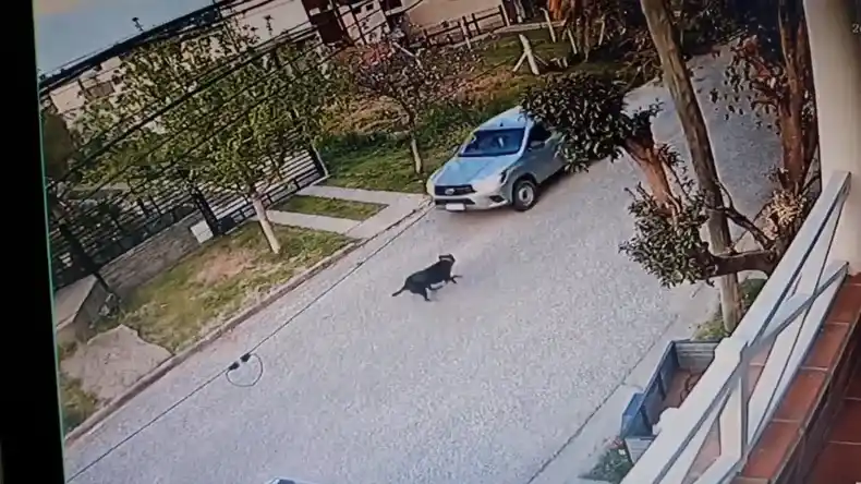 Una camioneta pasó por encima un perro y huyó