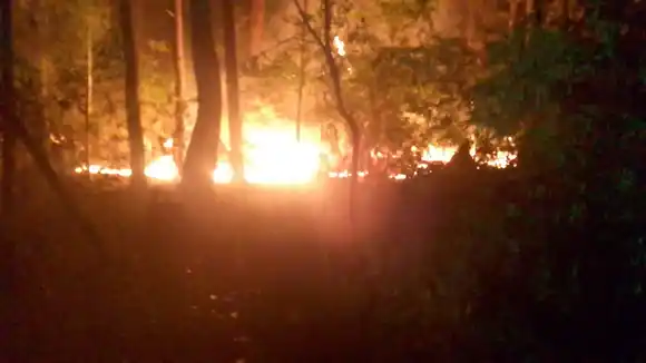 Bomberos intervinieron en un incendio foresta en la autovía