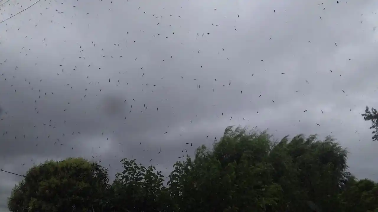 Así están los mosquitos en Bajo Tala