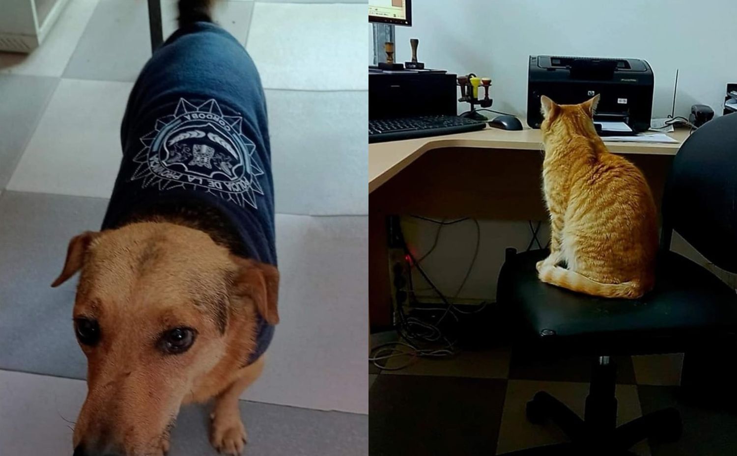 Ceferino y Cabo Colorado,  un perro y un gato de raza mestiza forman de la guardia policial arroyitense. (Fotos: El Arroyitense)