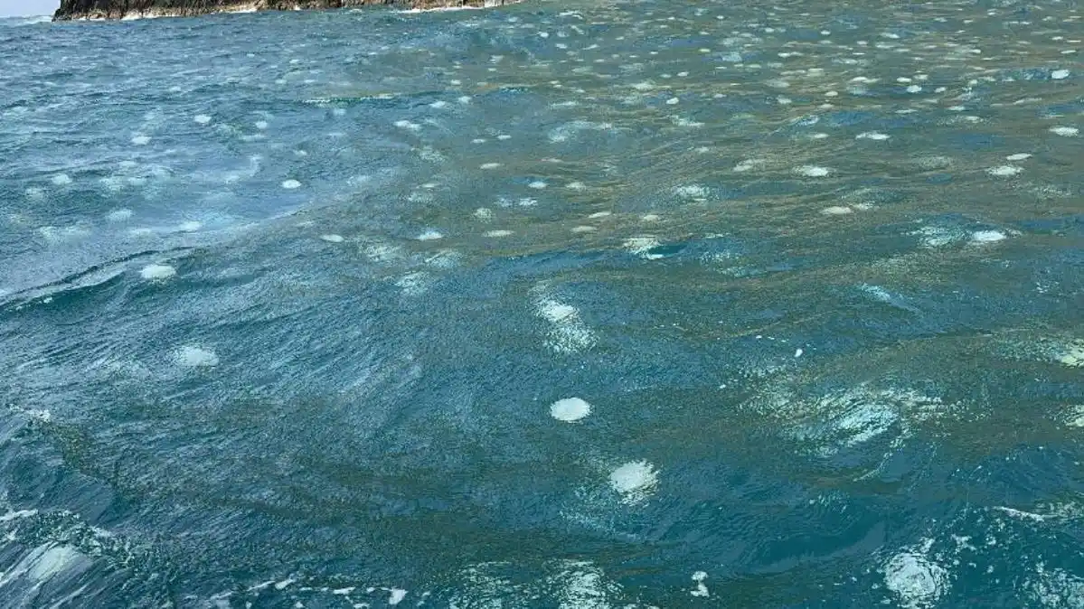 Científicos investigan el extraño brote de medusas «bola de cañón» en la costa aragüeña