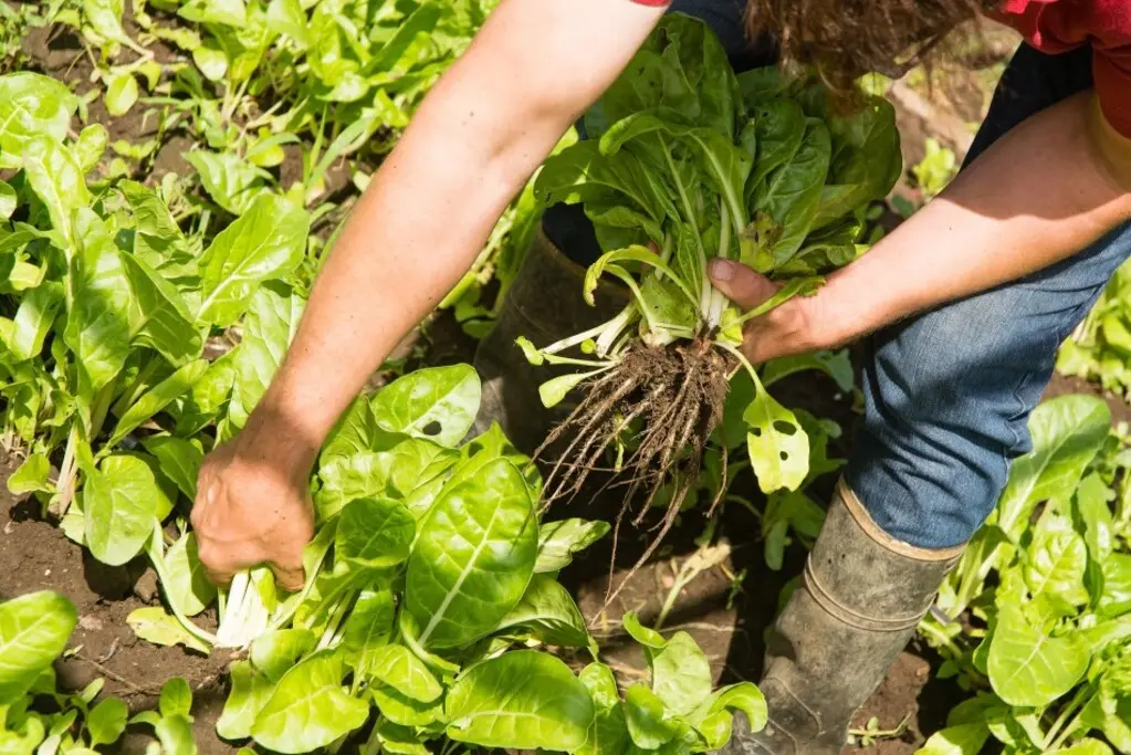 Presentaron la Escuela Municipal de Agroecología y Jardinería