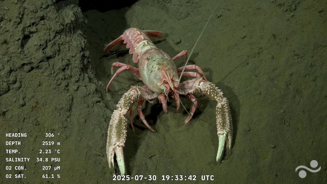 La campaña se transmite en vivo por el canal de YouTube de Schmidt Ocean Institute, con imágenes captadas desde profundidades de hasta 3.900 metros.