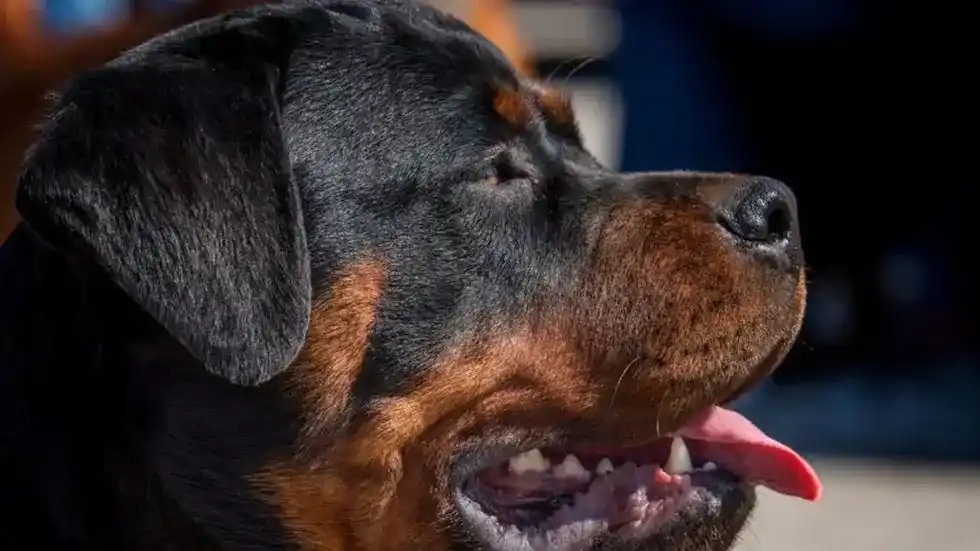 Comenzaron las charlas a tutores de perros y el sábado colocan los primeros chips en Santa Fe.