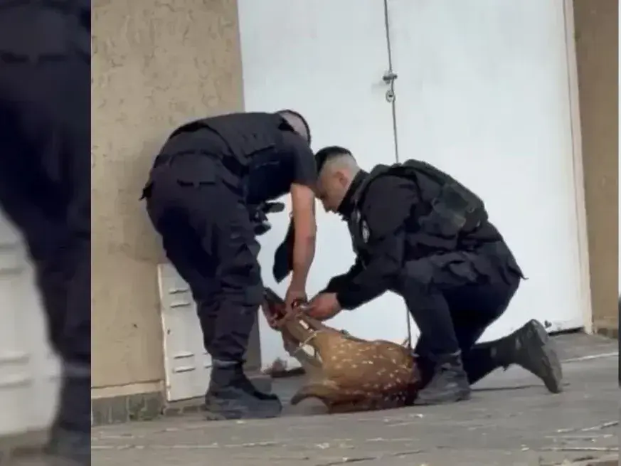 El momento en que agentes del Comando Radioeléctrico proceden con el animal.