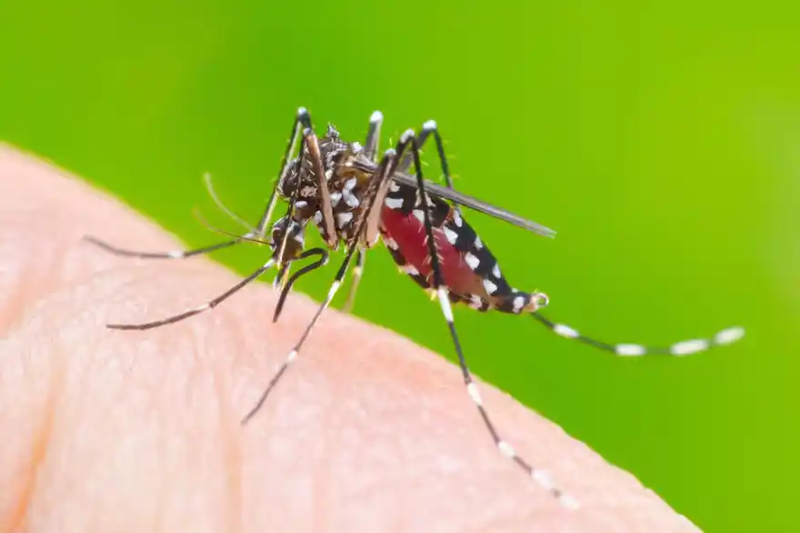 Mosquito transmisor. No se ha hallado la especie Aedes aegypti en Necochea