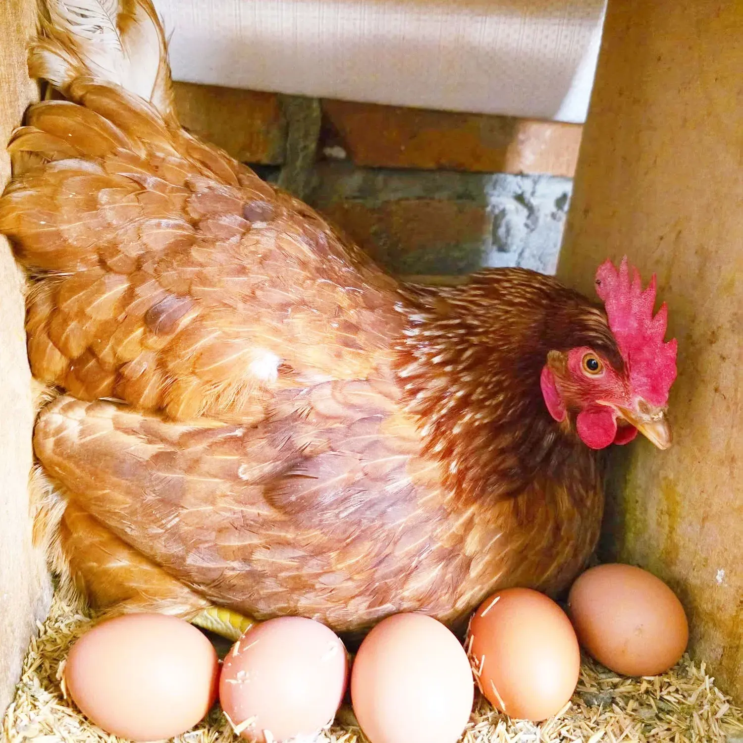 La producción de huevos libres de jaula mantiene su valor, aún en tiempos de crisis