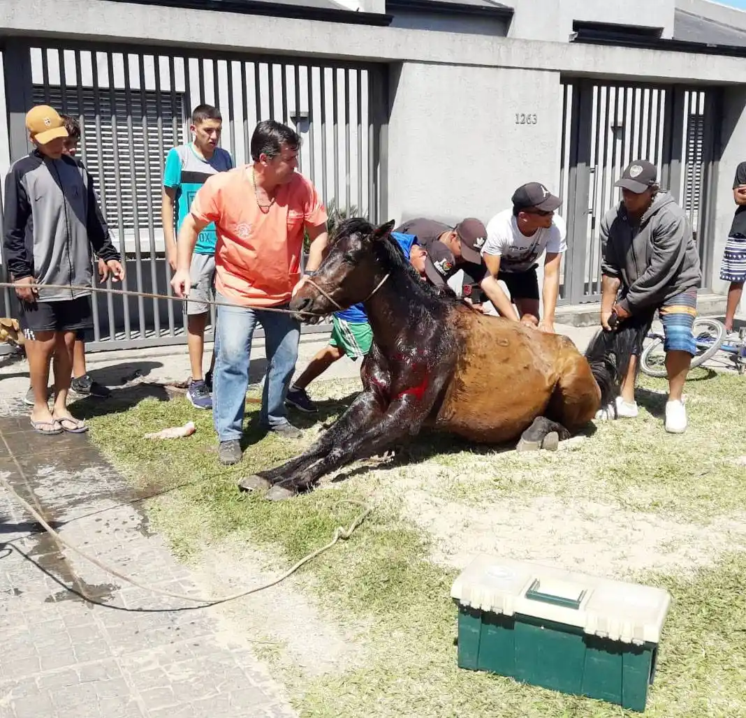 Erradicación de la tracción a sangre