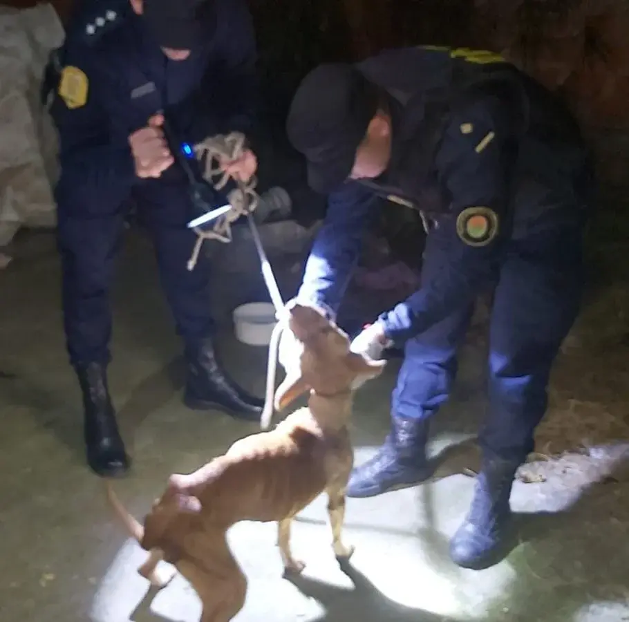 Intervinieron por una denuncia de maltrato animal y resguardaron a una perra en estado de abandono