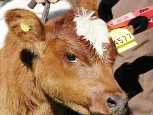 Trazabilidad electrónica ganadera será obligatoria desde el primero de enero