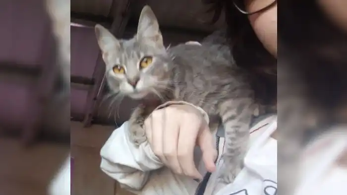 Buscan a Luna: "Mis hijas lloran por ella"