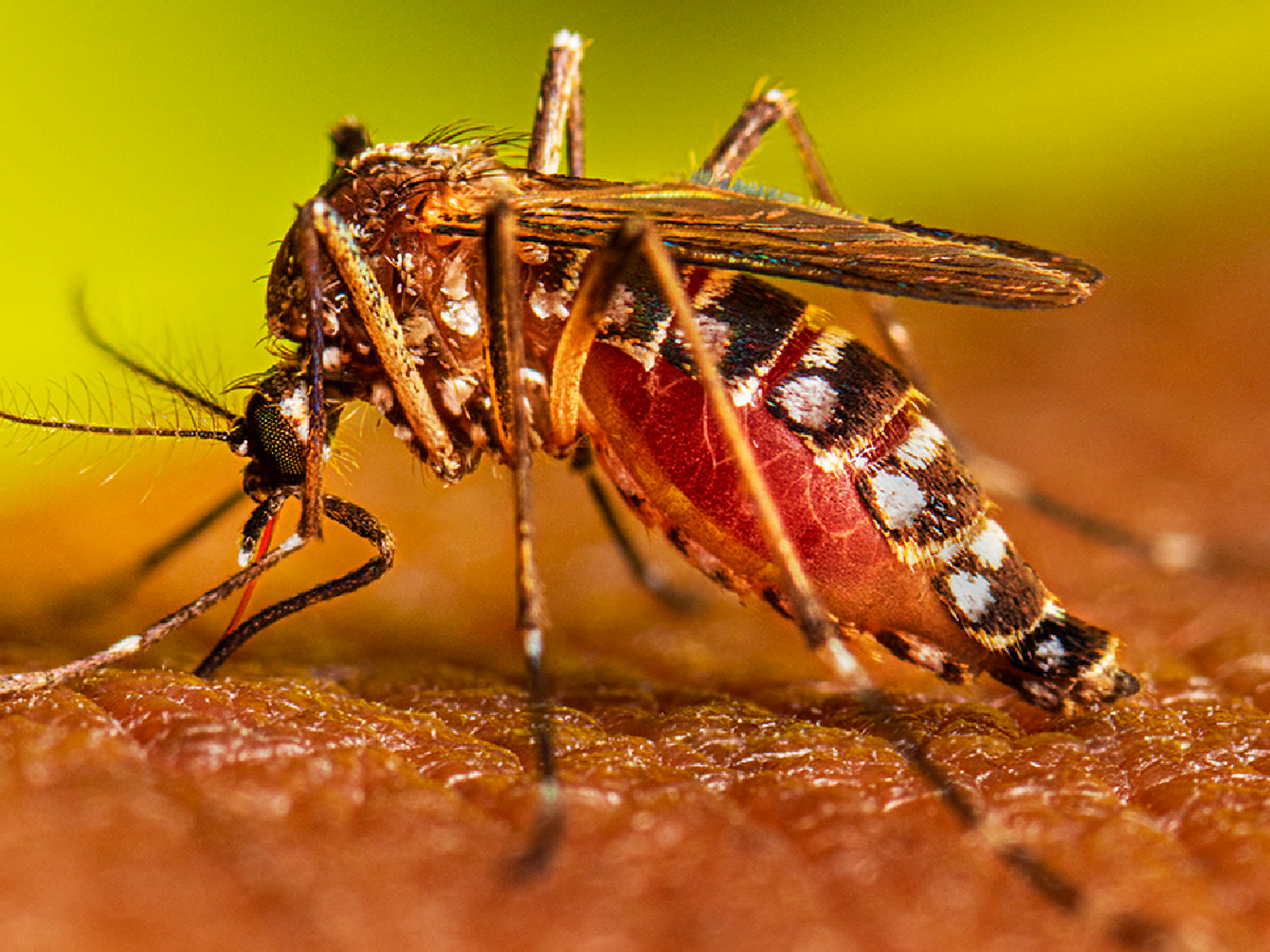 Dengue: en San Justo se registraron 97 casos
