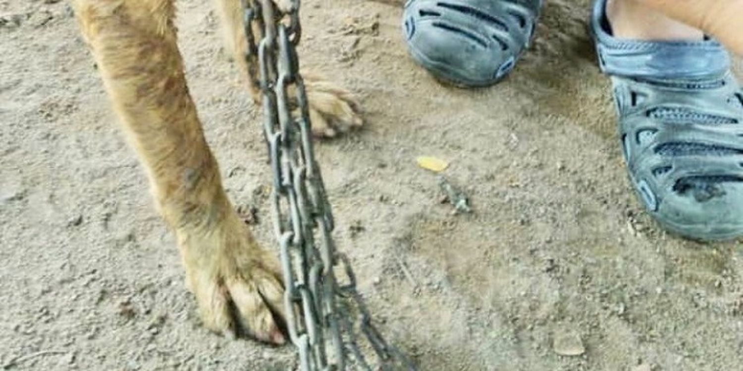 Fiscalía busca hacer justicia en su lucha contra el maltrato animal (+ Reporte)