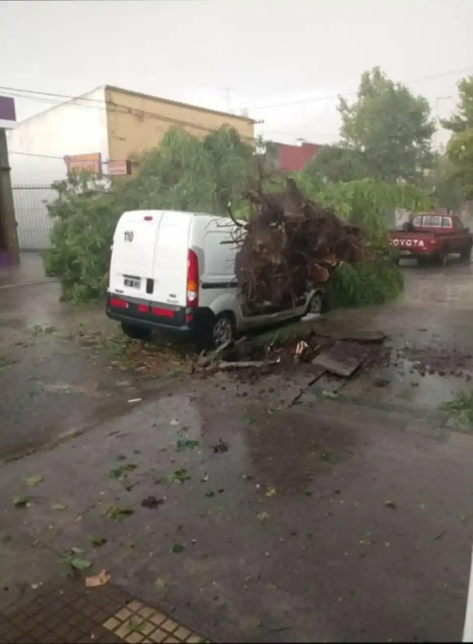 Lobería destrozos - 1