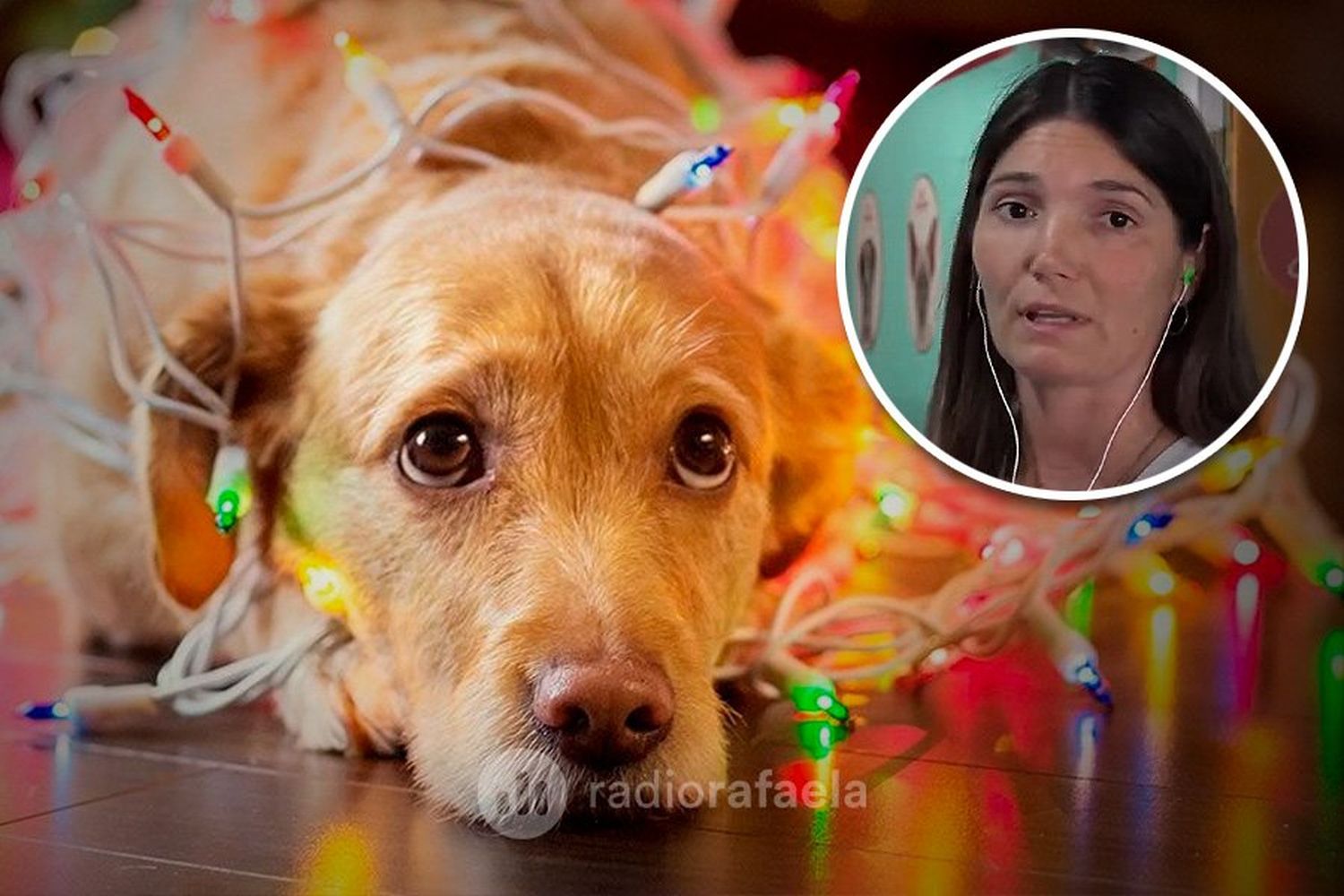 ¿Cómo cuidar a las mascotas durante las fiestas de fin de año? Lo más importante que tenés que saber