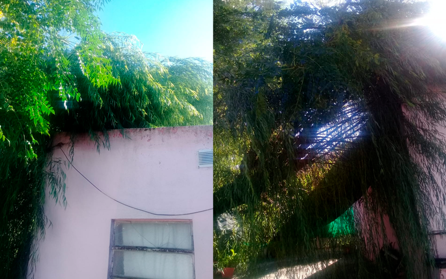 Temporal: cayó un árbol sobre su casa