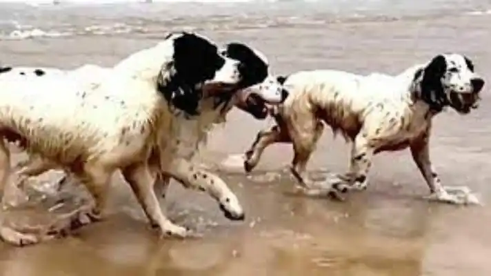 ¿Conoces cómo acercarte lo más seguro posible a un perro?