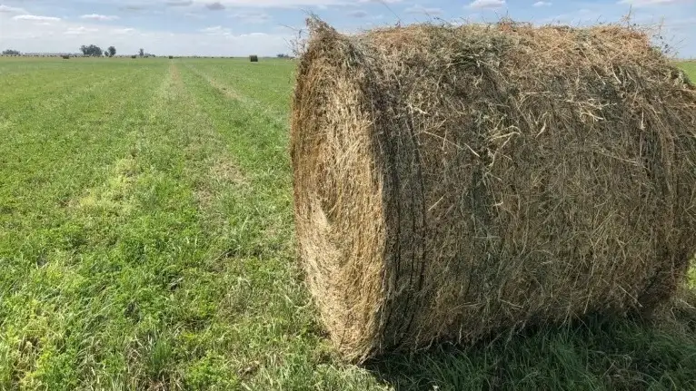Productores ajustan estrategias de corte y conservación para optimizar calidad de alfalfa en primavera