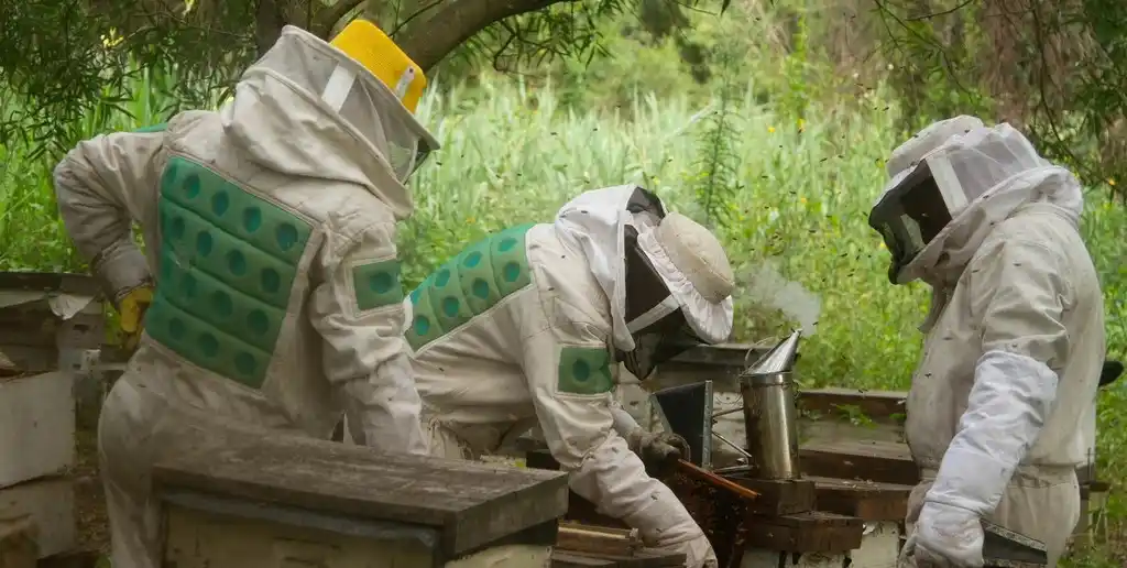 Altas temperaturas: claves para evitar el derretimiento de las colmenas.
