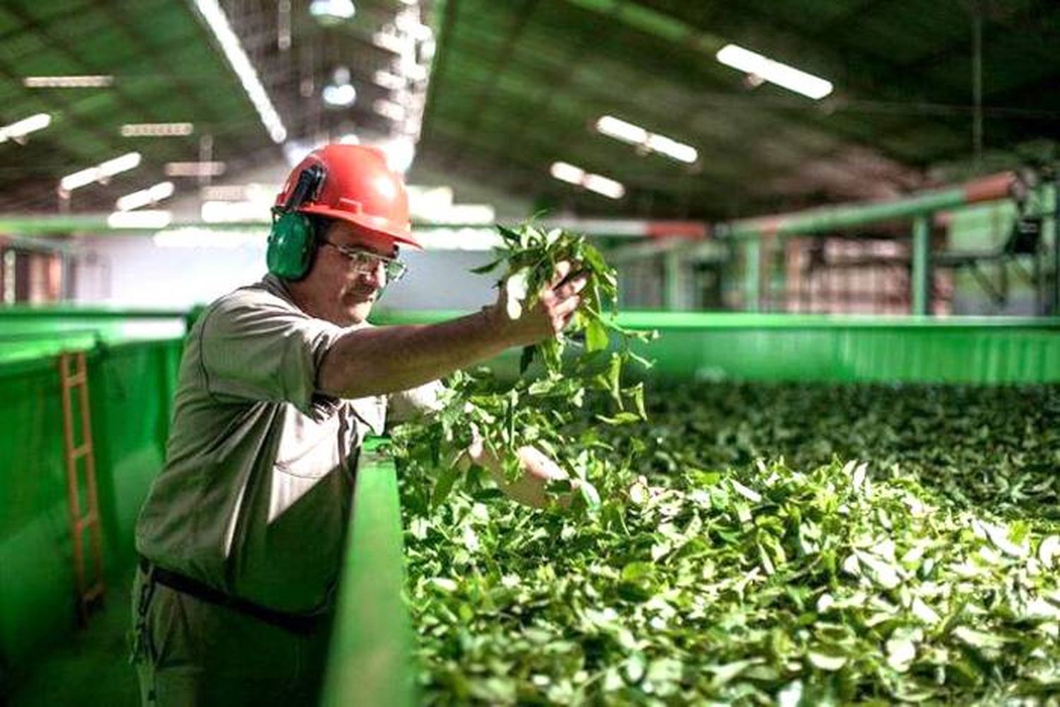 Exportadoras de yerba  obtuvieron excelentes  ganancias en 2021