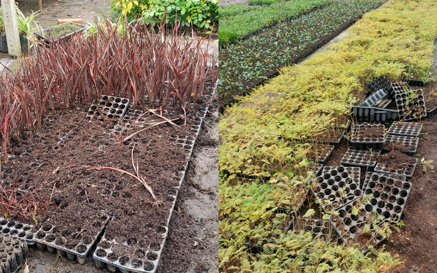 Robaron alrededor de 5 mil plantines de jacarandás y fornios en el vivero Santa Isabel