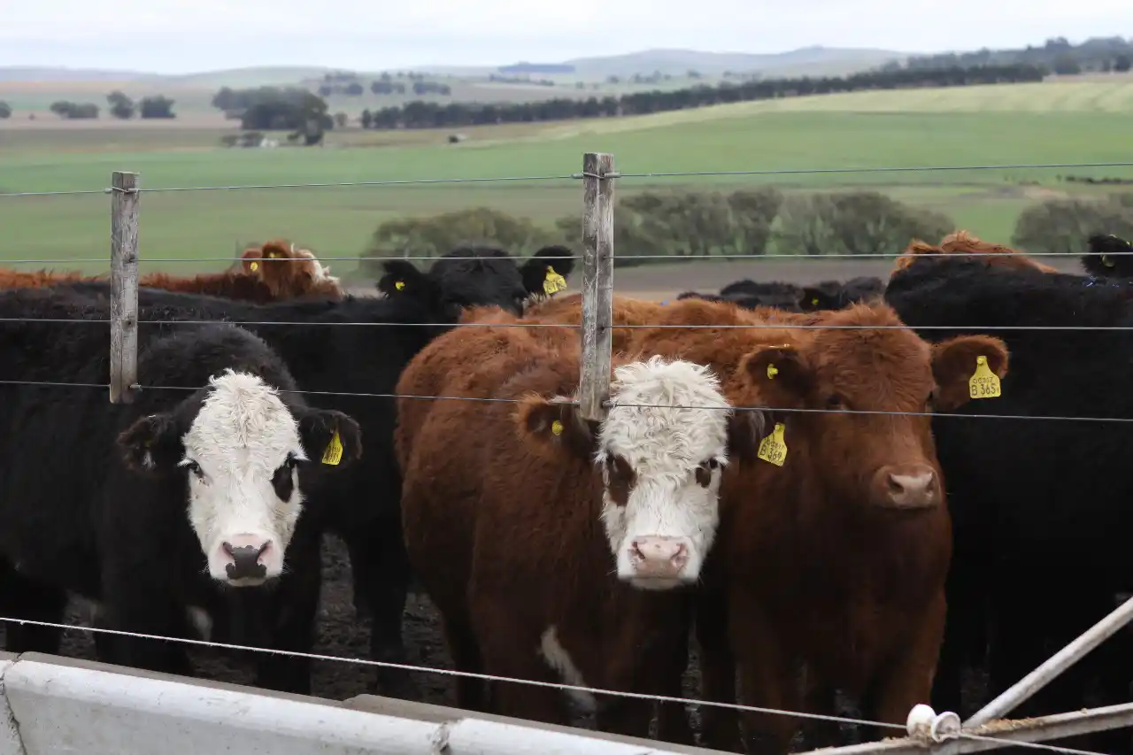 Crisis: los feedlots ya pierden casi $ 150.000 por animal y necesitan una suba del 20%