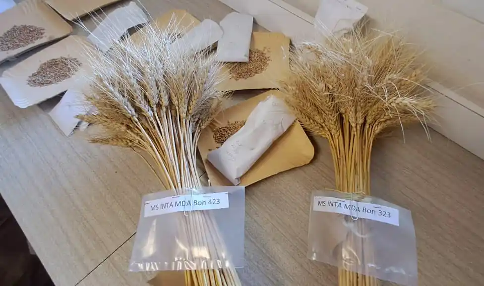 Desde hace 102 años desarrollando el cultivo de trigo
