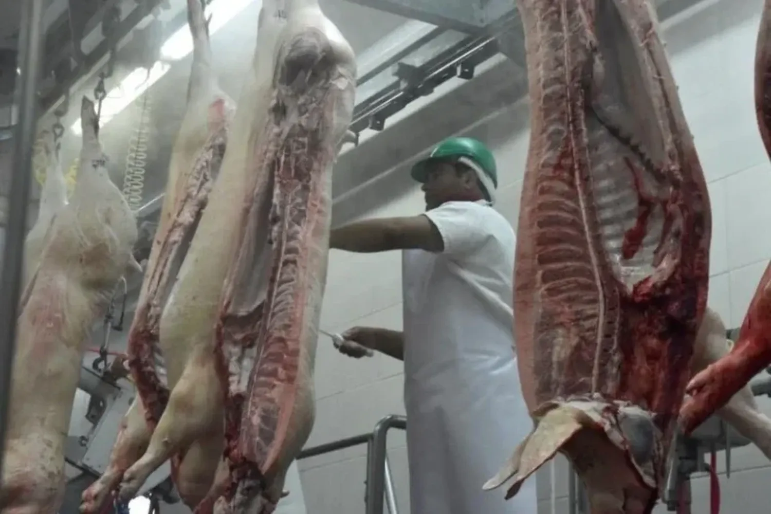 La principal fuente de transmisión son los productos y subproductos de carne de cerdo.