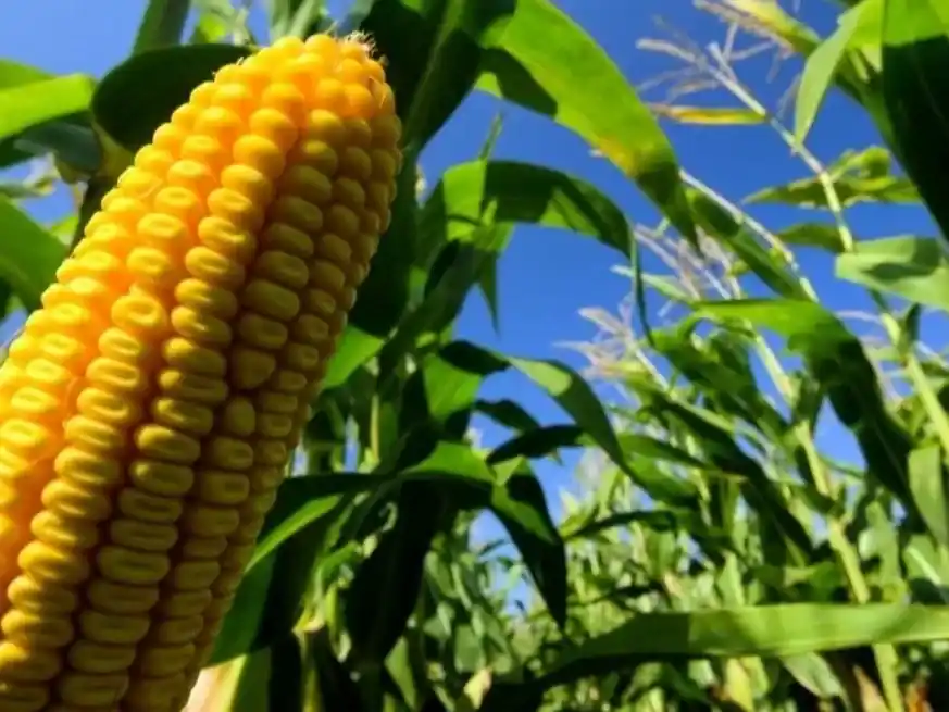 El maíz argentino podría encontrar una oportunidad estratégica.