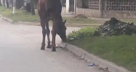 Peligro, caballo suelto
