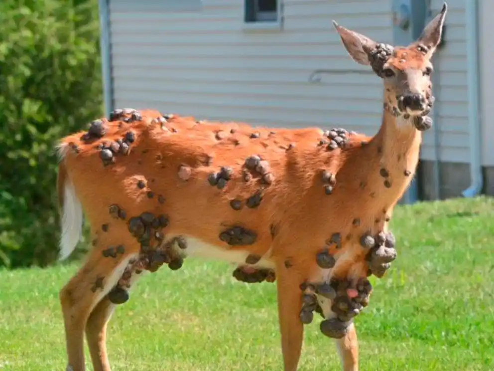Tras los conejos y las ardillas, ahora aparecieron ciervos con extraños bultos