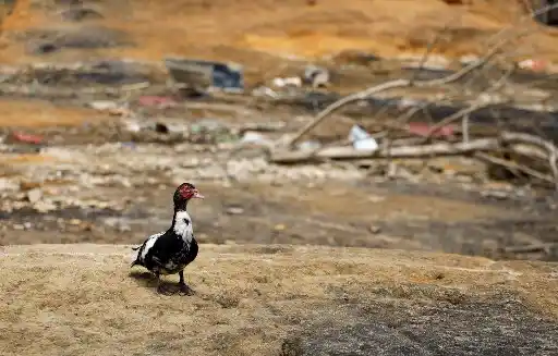 Así El Niño y el cambio climático causan ESTRAGOS EN LATINOAMÉRICA 