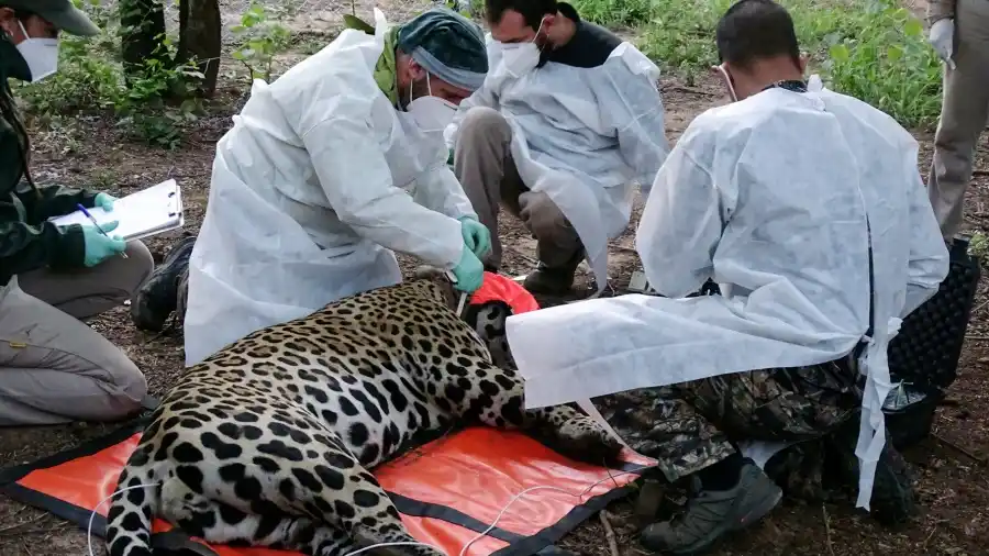 Reproducción del yaguarete